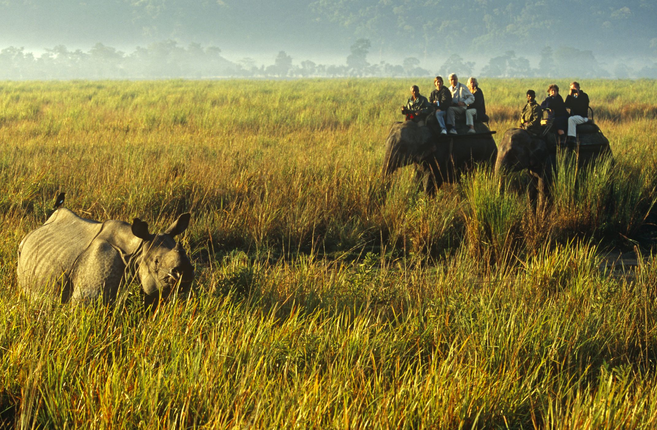 Mystic Assam
